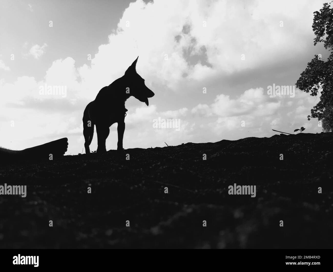 Ein Bild eines einzelnen stehenden Hundes auf dem Boden mit offenem Mund in Schwarz und Weiß. Stockfoto