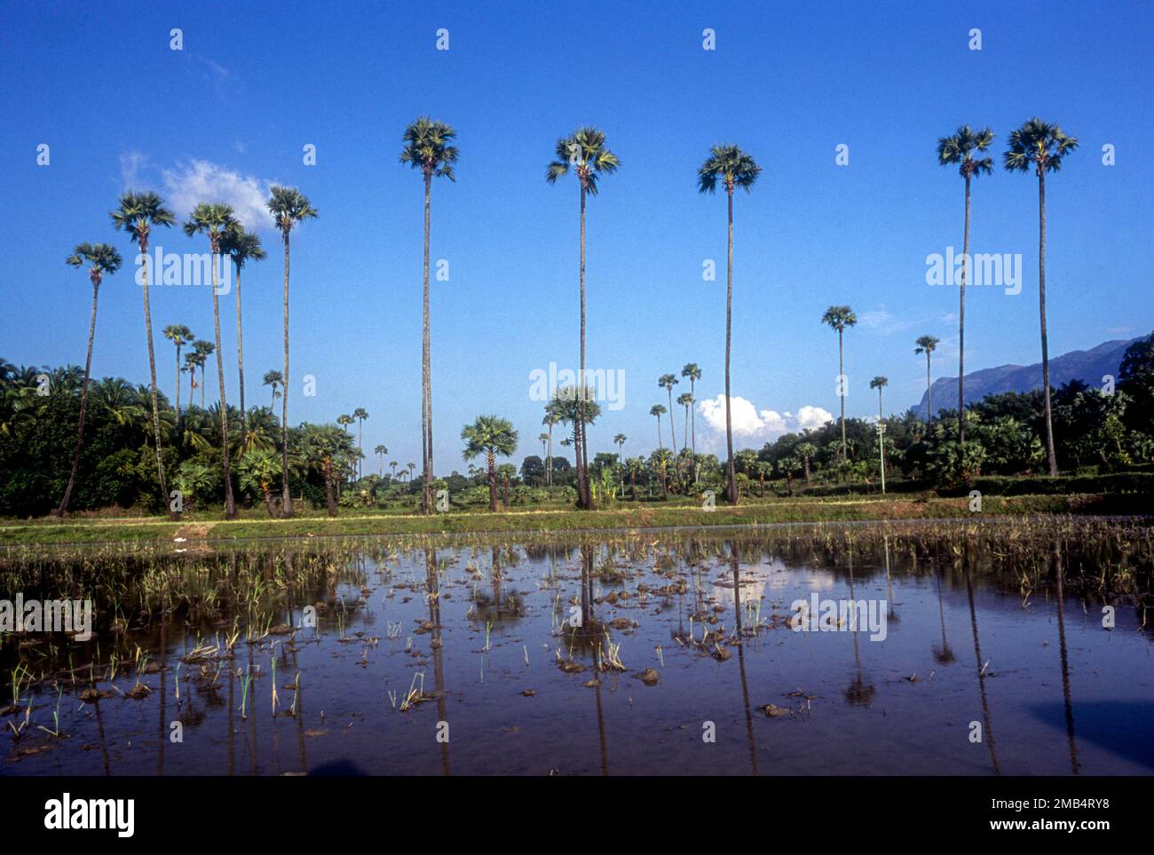 Kollengode Landscape, Kerala, Indien, Asien. Palmen, Wasser, Feld, Reflexion Stockfoto