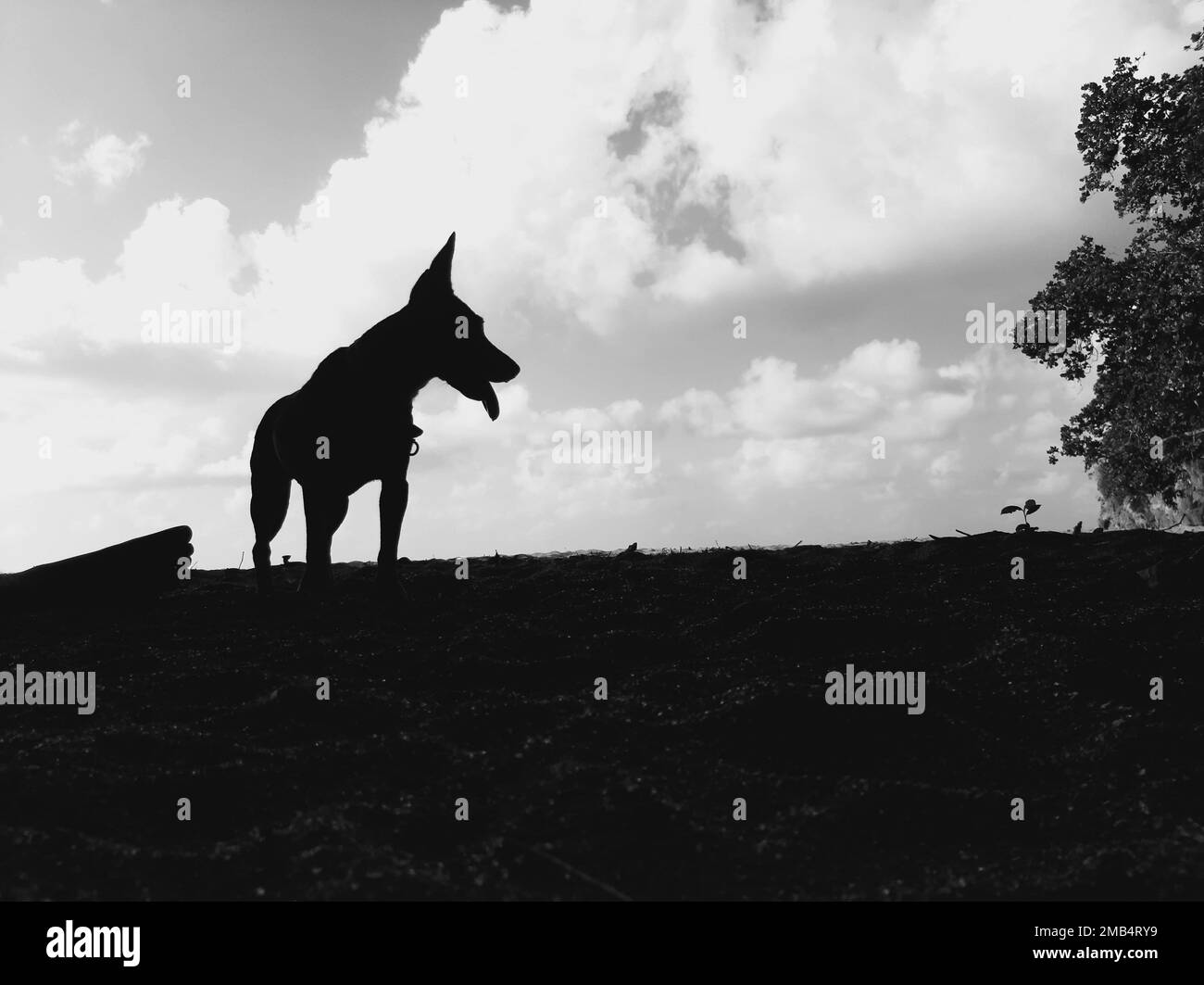 Ein Bild eines einzelnen stehenden Hundes auf dem Boden mit offenem Mund in Schwarz und Weiß. Stockfoto