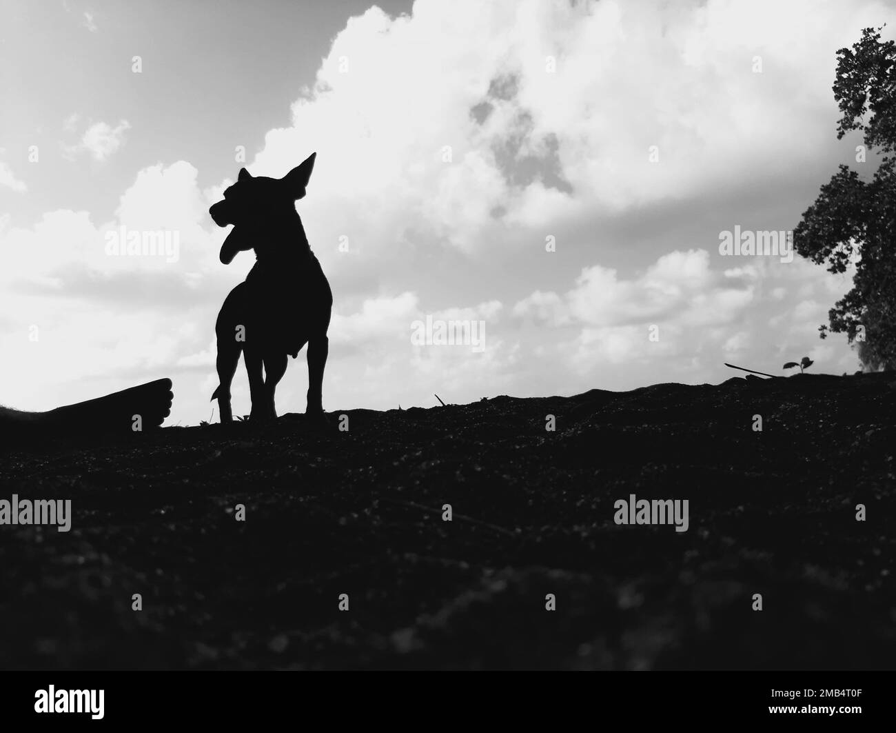 Ein Bild eines einzelnen stehenden Hundes auf dem Boden mit offenem Mund in Schwarz und Weiß. Stockfoto
