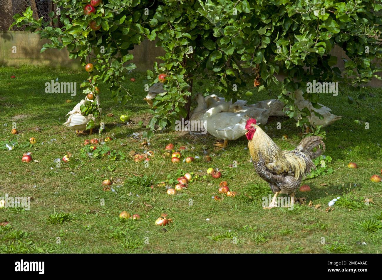 Halbinsel Gnitz Mecklenburg-Vorpommern Insel Greifswald Usedom Netzelkow Orchard Cock Deutschland Europa Stockfoto