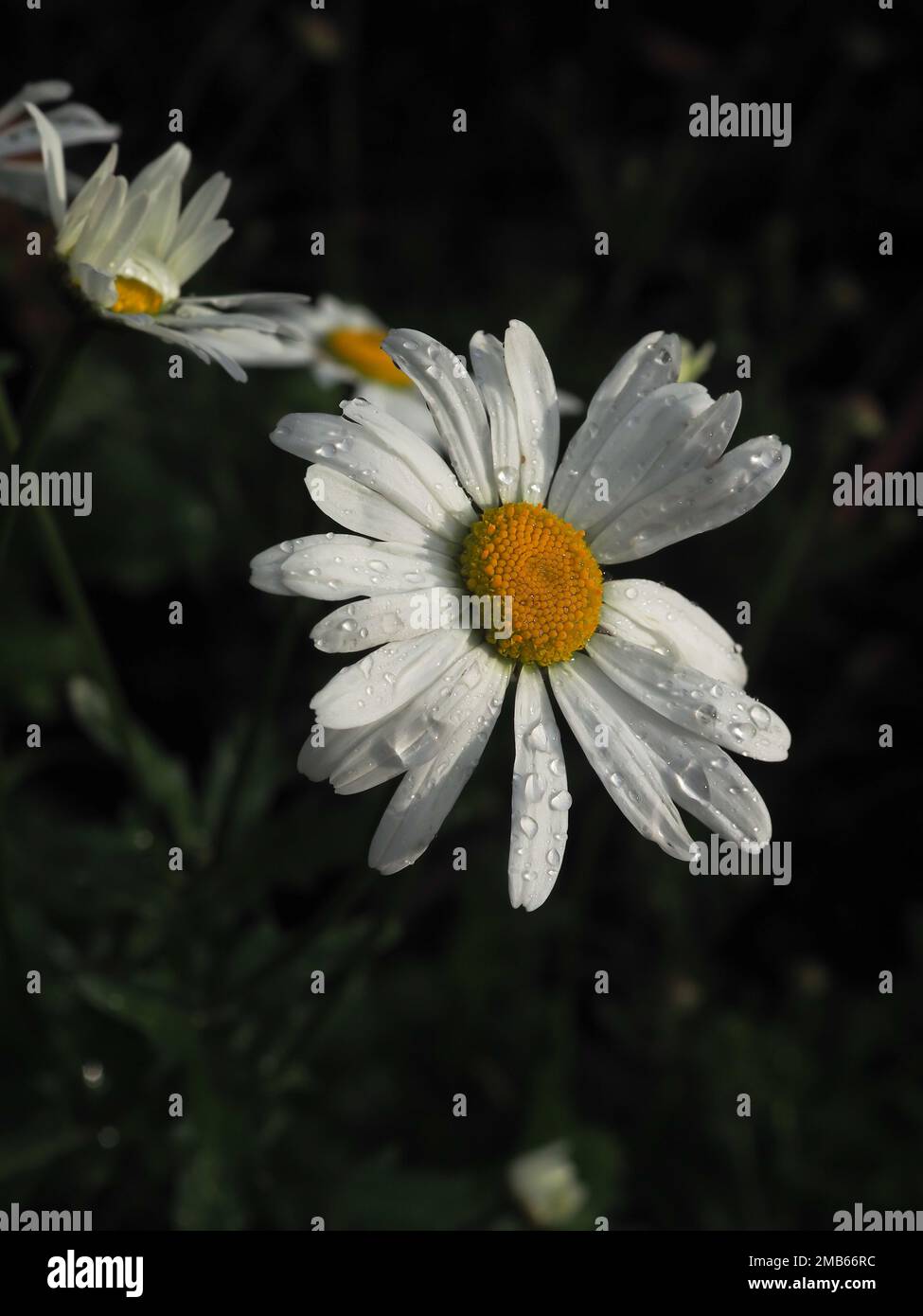 Nahaufnahme der Blume Leucanthemum x Superbum (Shasta Daisy) im Garten mit Regentropfen darauf, die hell vor einem dunklen Hintergrund leuchten Stockfoto