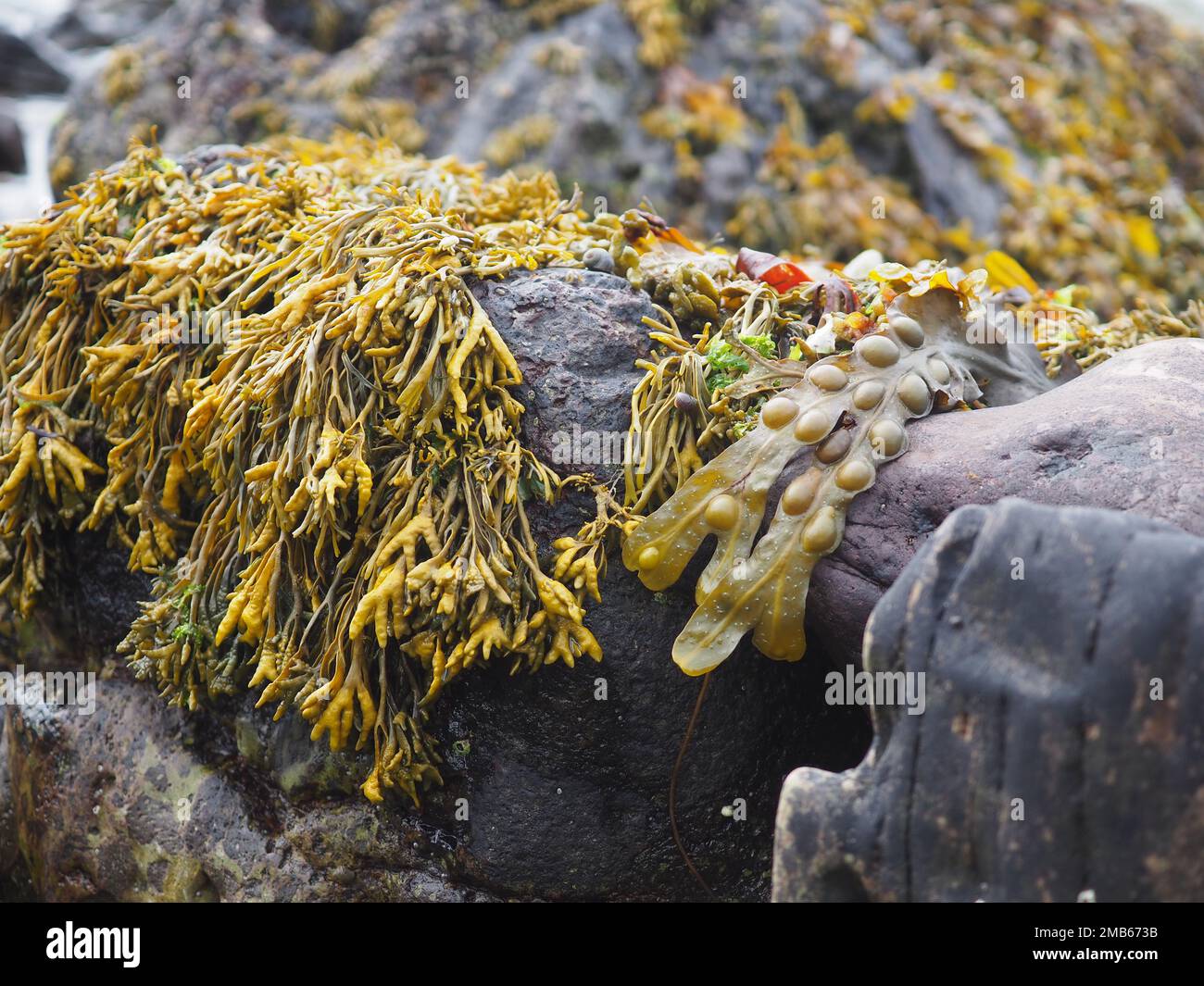 Nahaufnahme von Kanalisationsabfällen (Pelvetia canaliculata) und Blasenabfällen (Fucus vesiculosus) auf einem Felsen an einem Strand in Schottland Stockfoto