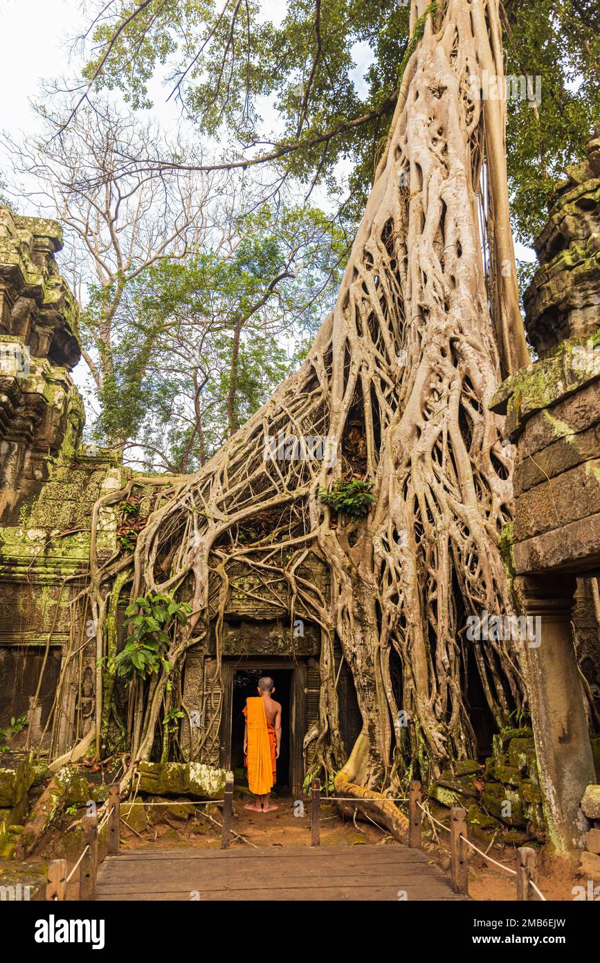 Buddhistischer Mönch in der Tempelruine Ta Prohm, versteckt im Dschungel Stockfoto