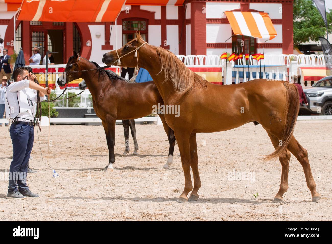 Wunderschöner Kastanienhengst in der arabischen Pferdeshow auf der Jerez Horse Fair vom 12. Bis 2022. Mai Stockfoto