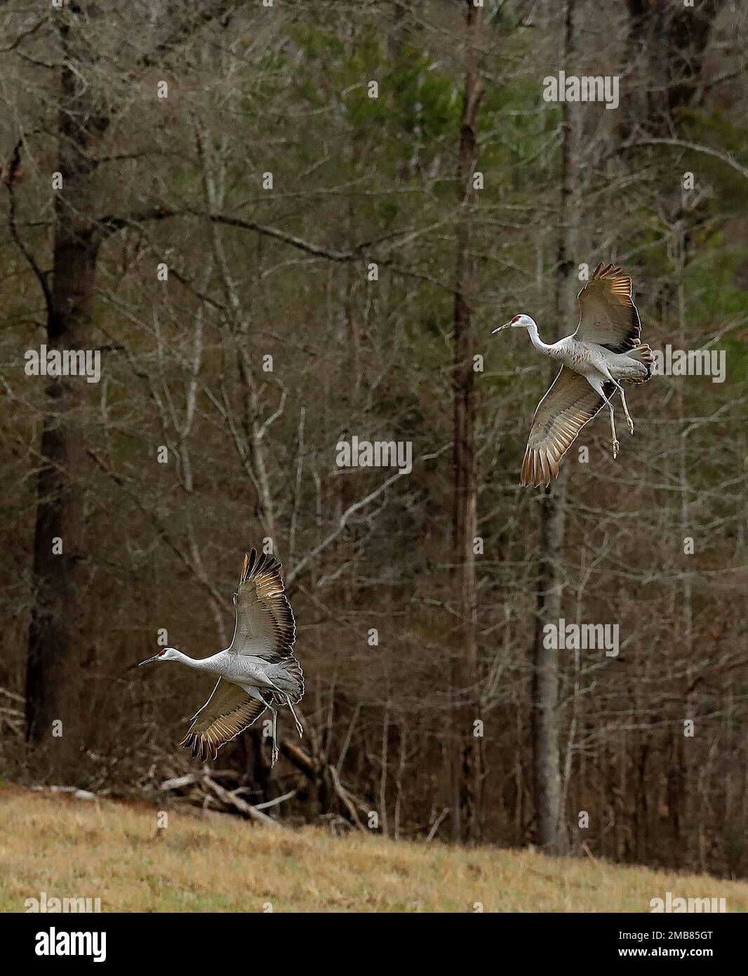 Sandhill Cranes im Hiwassee Wildlife Refuge in Birchwood, Tennessee Stockfoto