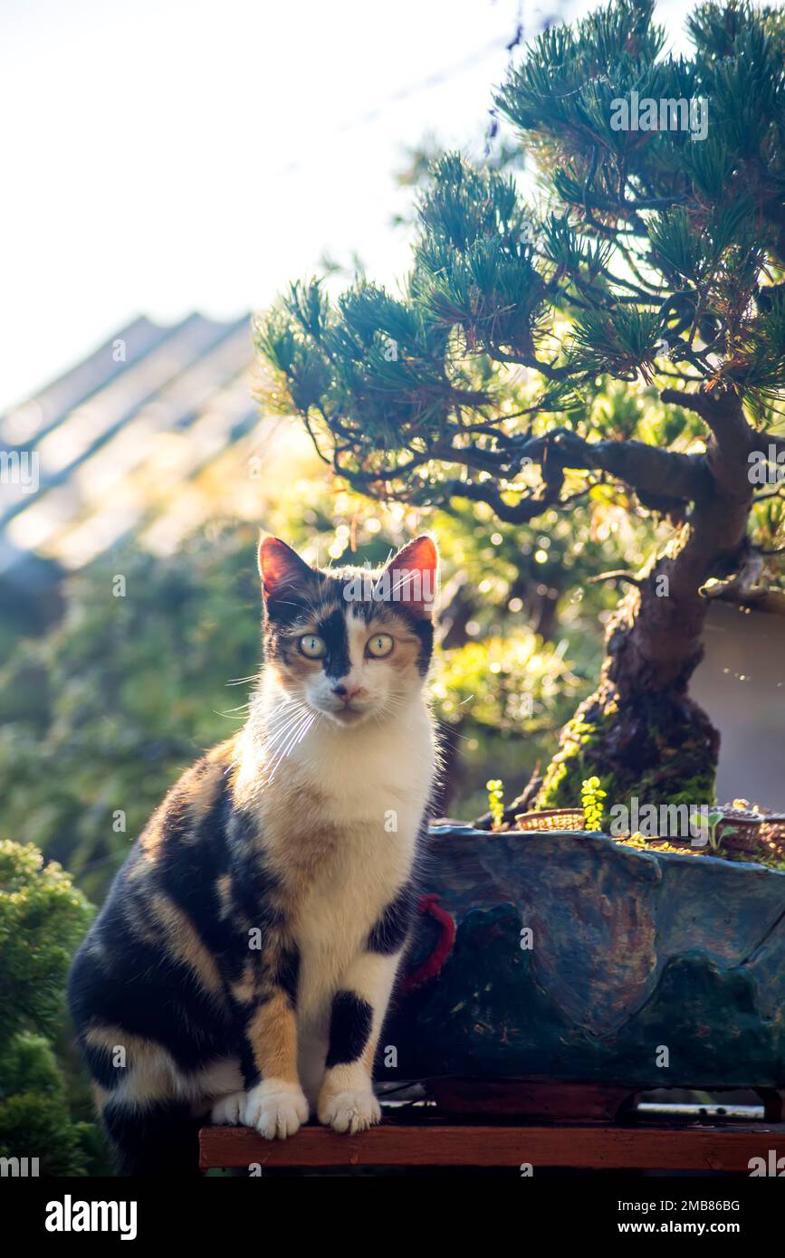 Japanischer Garten, bunt bunte Katze, die neben einem Bonsai-Baum in einem Garten sitzt, vertikales Bild. Stockfoto