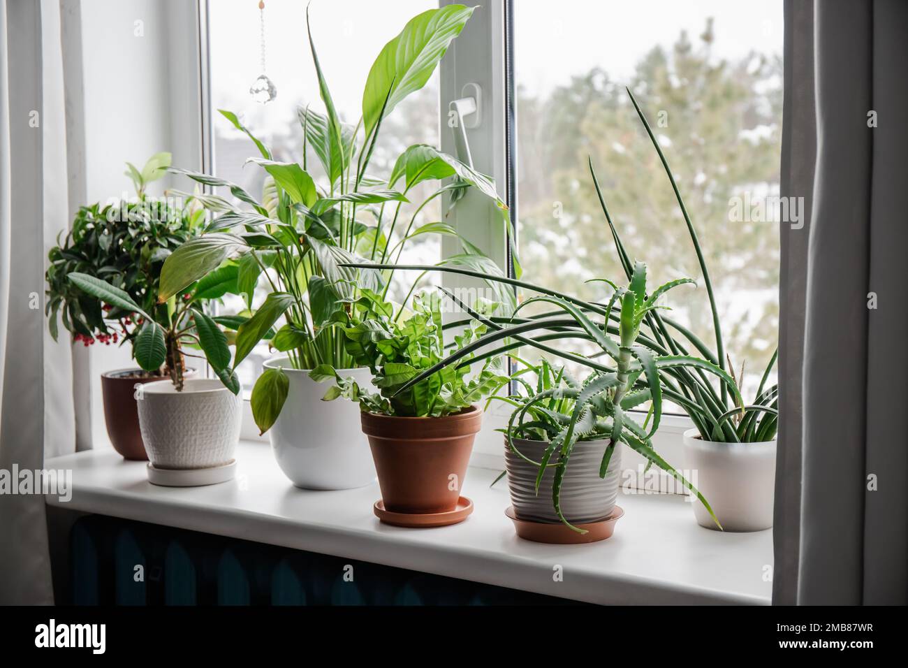 Auf dem Fensterbrett wachsen viele Zimmerpflanzen. Von links: Ardisia  crenata, Euphorbia leuconeura, Spathiphyllum, Asplenium nidus, Aloe Vera  Stockfotografie - Alamy