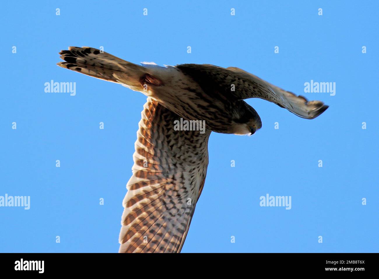 Kestrel schwebt am Himmel im Far ings National Nature Reserve, Lincolnshire, Großbritannien Stockfoto