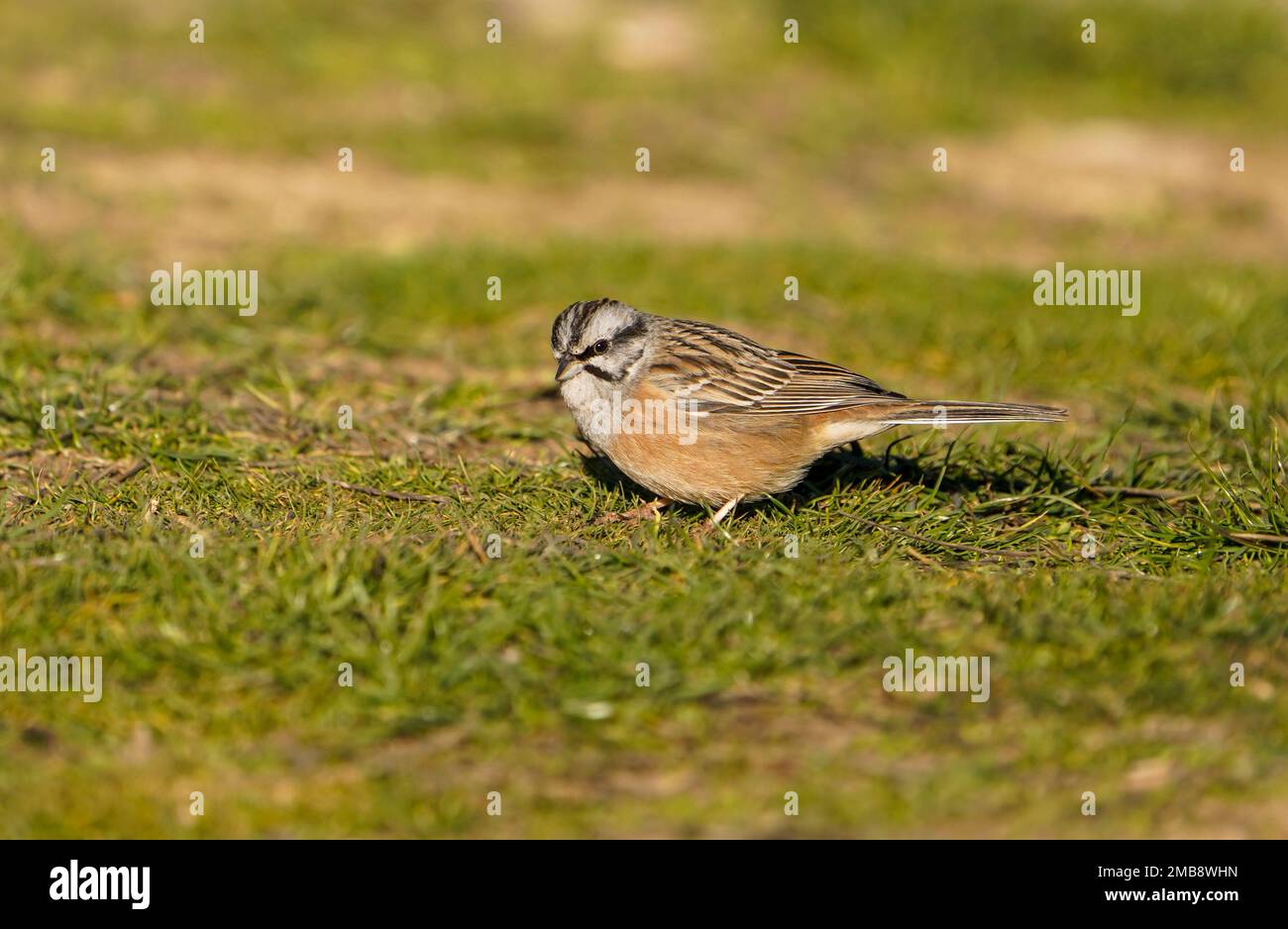 Felsenböcke, CIA Emberiza, Rasenfütterung, Andalusien, Spanien. Stockfoto