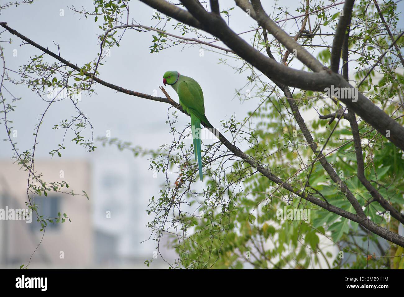 Sittich mit Rosenhalsausschnitt (männlich) auf dem Dachgarten posiert für Porträts in Dhaka, Bangladesch Stockfoto