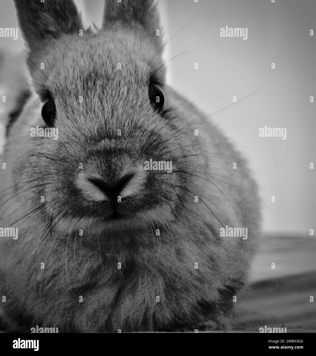 Porträt eines jungen Kaninchens Stockfoto