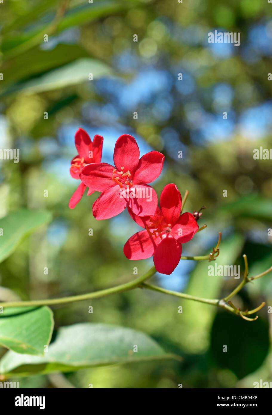 Würzige Jatropha-Blüten (Jatropha integerrima) im Garten Stockfoto