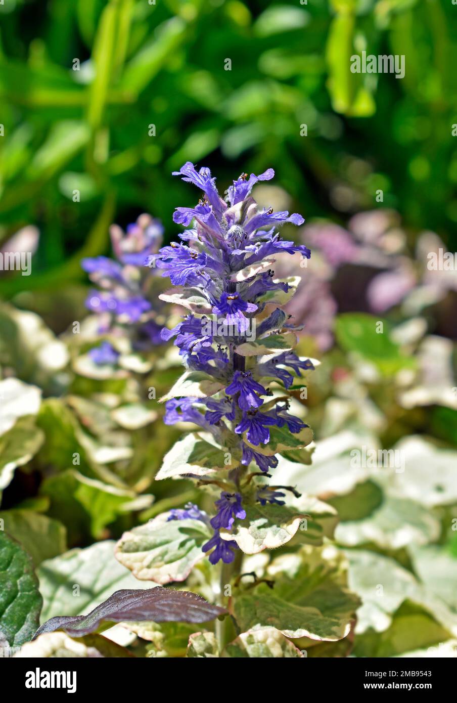Blaues Horn, Bugleherb oder Bugleweed-Blumen (Ajuga-Reptane) im Garten Stockfoto