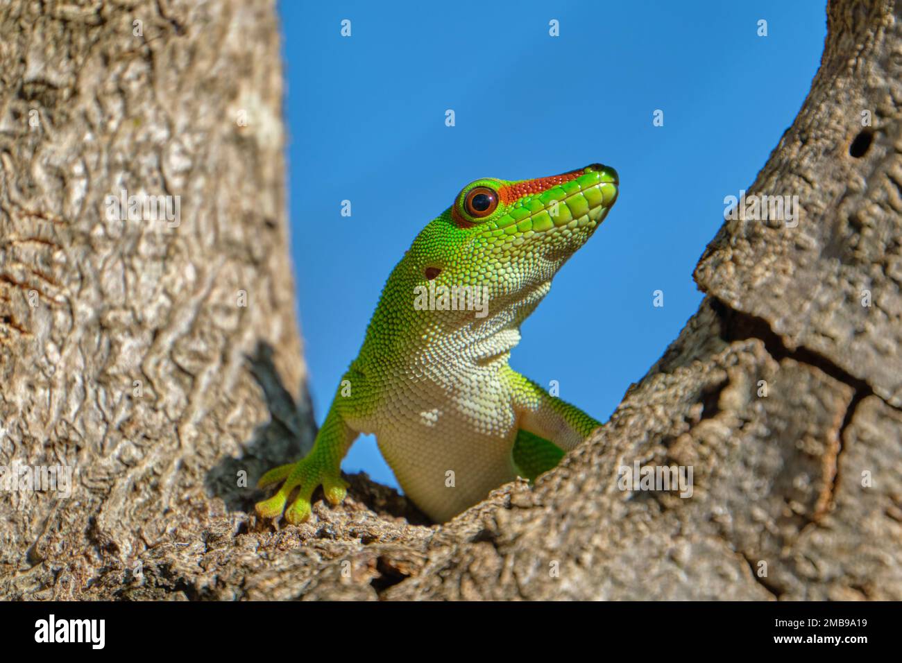 Green Day Gecko im Baum Stockfoto