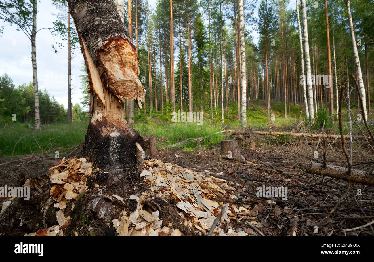 Durch europäischen Biber, Rizinusfaser beschädigter Birkenbaum. Der Standort ist dalarna in schweden Stockfoto