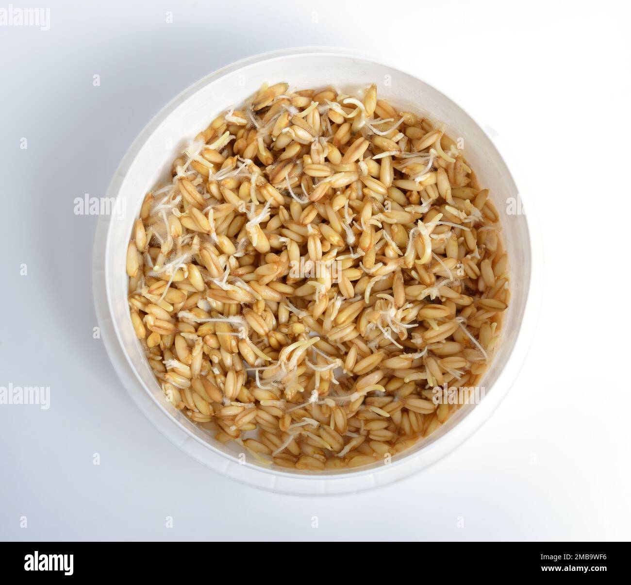 Auswuchs von Haferkörnern auf weißem Hintergrund. Superfood Stockfoto