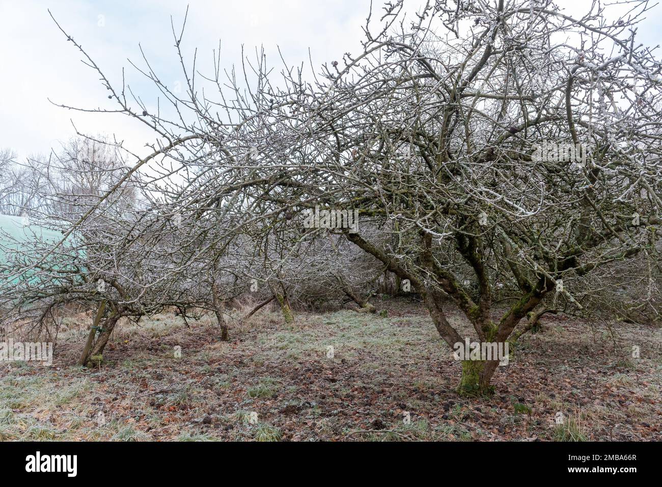 Überwucherte vernachlässigte Apfelbäume in einem Obstgarten, der an einem frostigen Wintermorgen geschnitten werden muss, in Surrey, England, Großbritannien Stockfoto