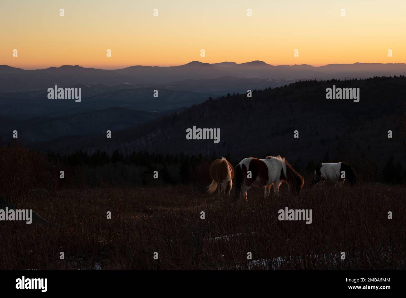 Grayson Highlands Wild Ponies Stockfoto