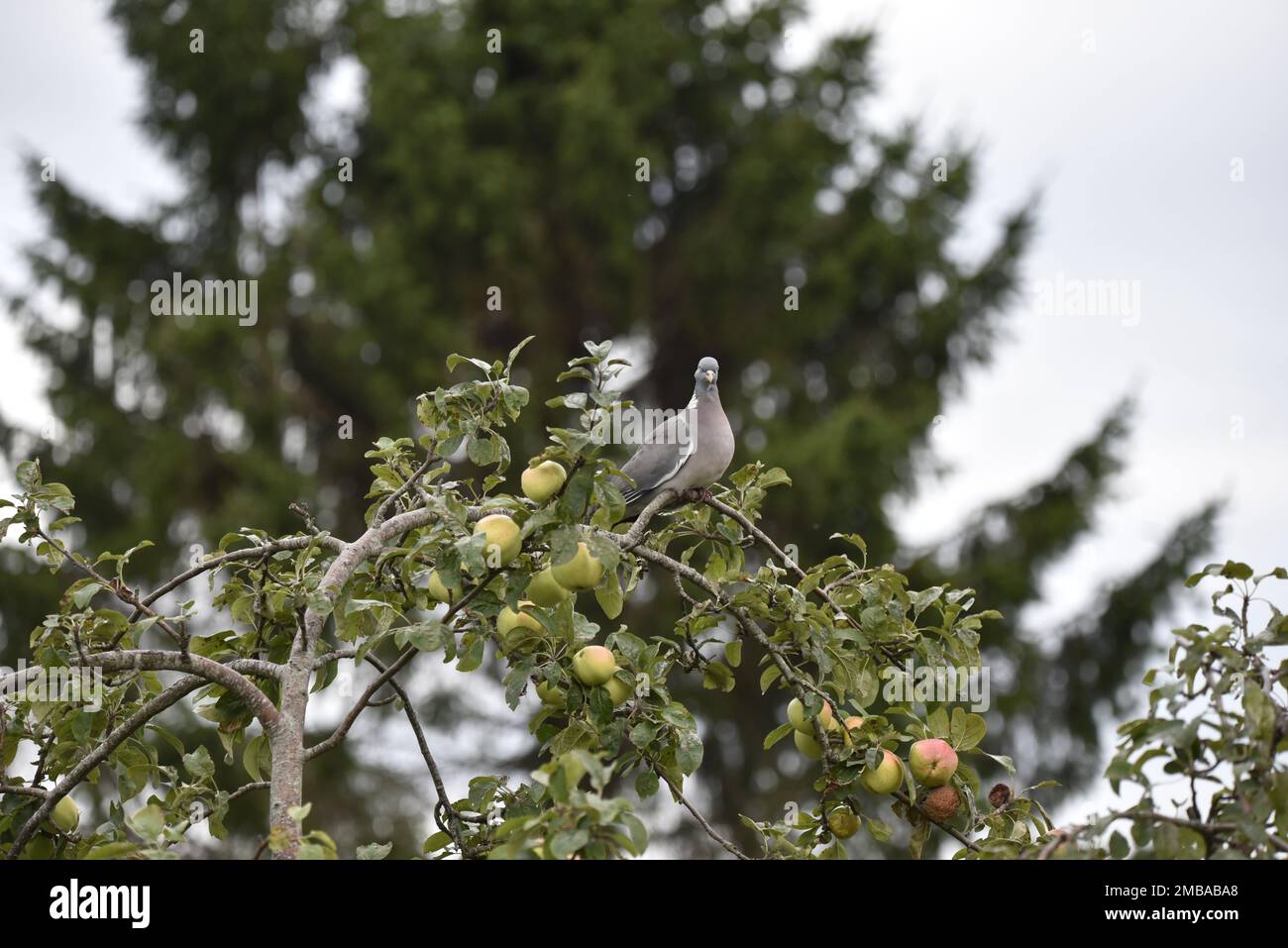 Common Woodpigeon (Columba Palumbus) hoch oben in einem Apfelbaum, Blick nach unten in Richtung Kamera, vor einem verschwommenen Baumhintergrund, aufgenommen in Großbritannien Stockfoto