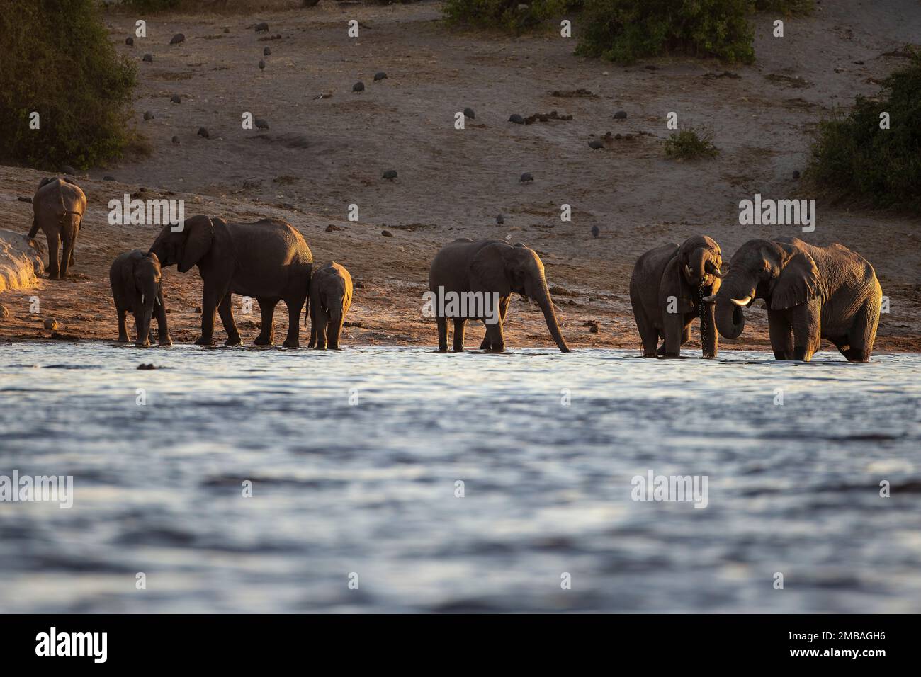 Eine Herde afrikanischer Elefanten Loxodonta africana, die in der Dämmerung am Rand des Flusses Chobe in Botsuana trinkt, mit Perlhuhn im Hintergrund Stockfoto