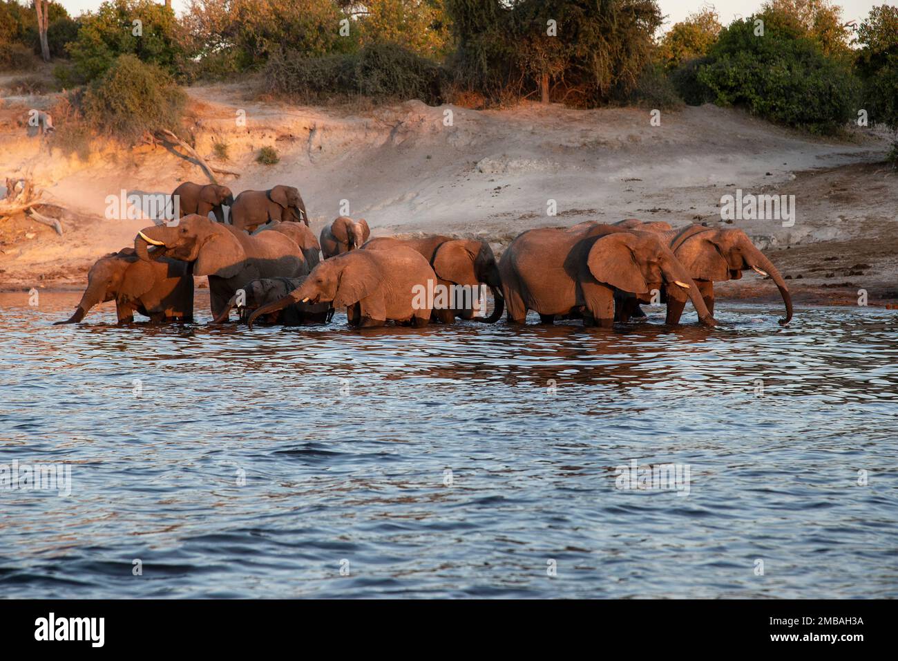 Eine Herde afrikanischer Elefanten Loxodonta african, die am späten Abend einen Drink genießen und im Fluss Chobe, Botsuana, baden Stockfoto
