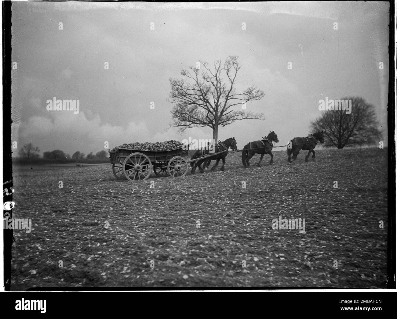 Slindon, Arun, West Sussex, 1908. Drei Pferde ziehen einen Holzwagen über ein Feld in Slindon. Der Wagen gehört W Smart von Slindon und ist mit schweden oder einer anderen Art von Wurzelgemüse beladen. Stockfoto