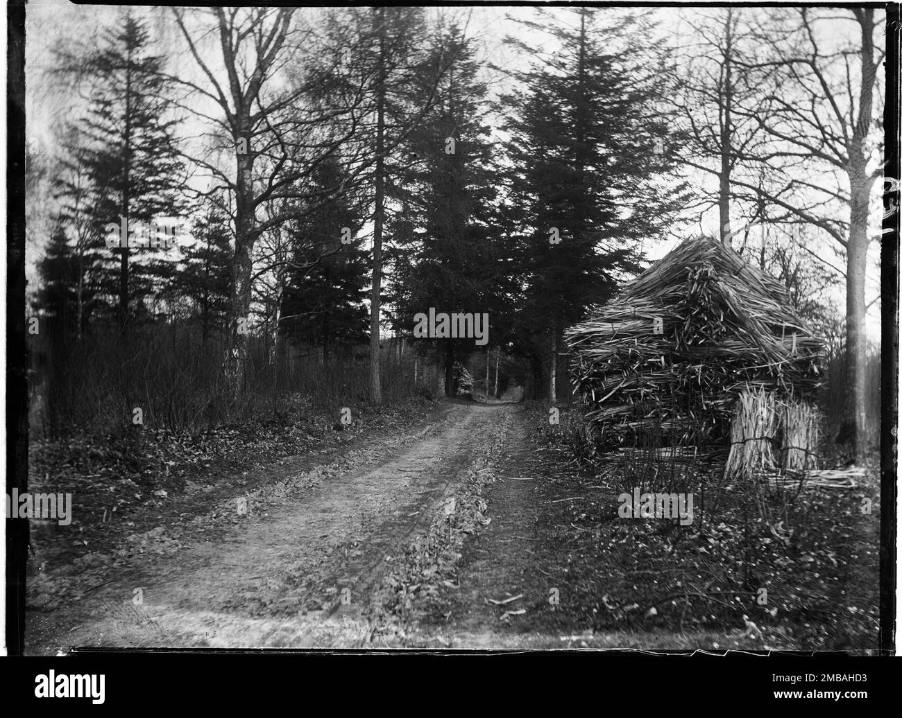 Rewell Wood, Arundel, Arun, West Sussex, 1908. Ein Stapel gespaltene Holzstreifen, der neben einer Straße in Rewell Wood steht. Es ist nicht klar, wofür das Material in dem Stapel geschnitten wurde, aber bisher wurden Faschinen zur Stärkung der Ufer, Schwuchteln für Feuer oder Streifen für die Korbherstellung oder andere Coppice-Handwerkskunst vorgeschlagen. Stockfoto