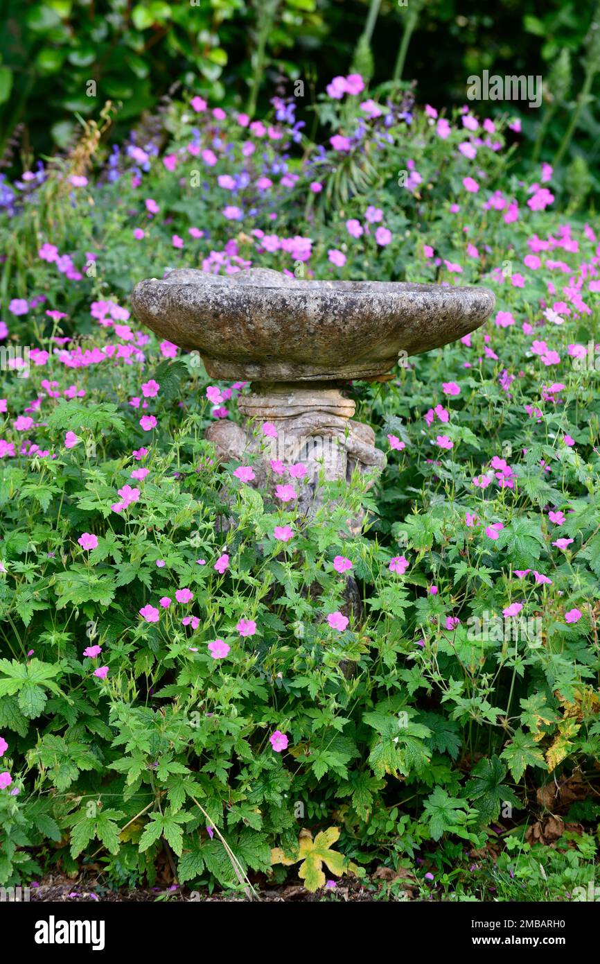 Vogelbad, Steinvogel Bad, Granitvogel Bad, rosa Geranium Blumen, Gartenmöbel, Vogelbad im Garten, Vogelbad mit Floers bedeckt, ev Stockfoto