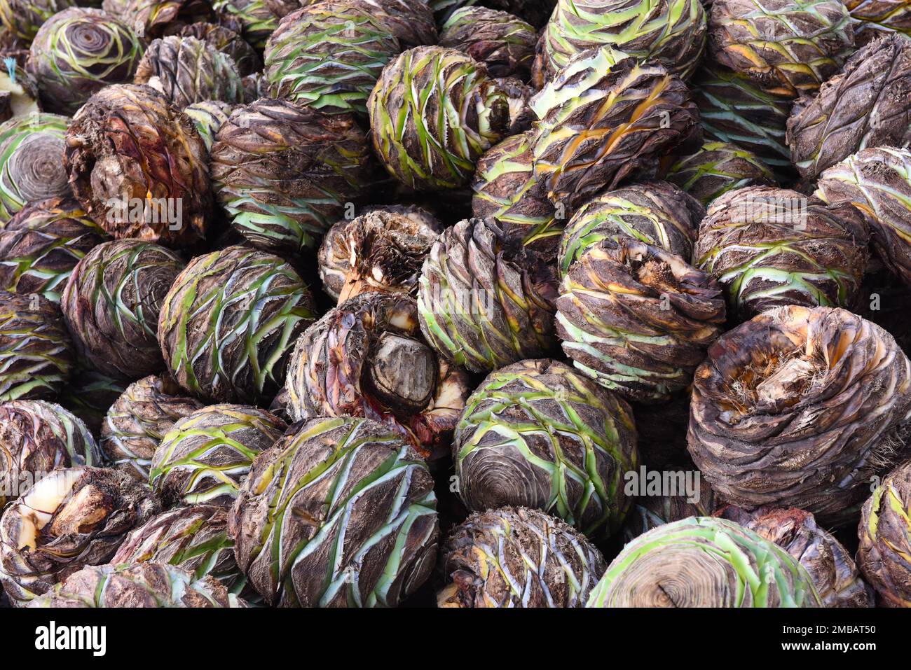 Maguey Hearts, Oaxaca Valley, Mexiko Stockfoto