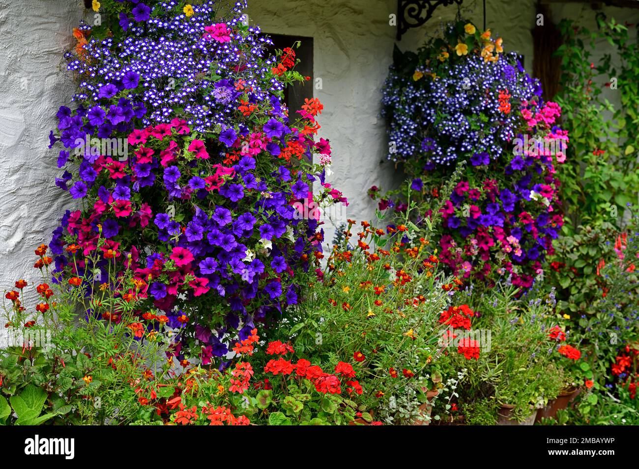 Sehr bunte Hängekörbe, Hängekörbe, Hängekörbe, bunte Hängekörbe, Mischung, gemischte Pflanzen, Petunien, Surfinien, Lobelien, Zonal Geranium, Garde Stockfoto