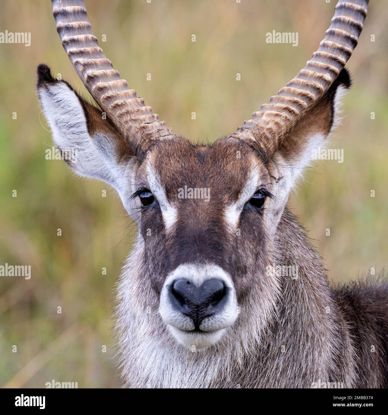 Kopf und Gesicht eines wilden männlichen Wasserbucks, im Kidepo Valley National Park im Norden Ugandas abgebildet. Stockfoto