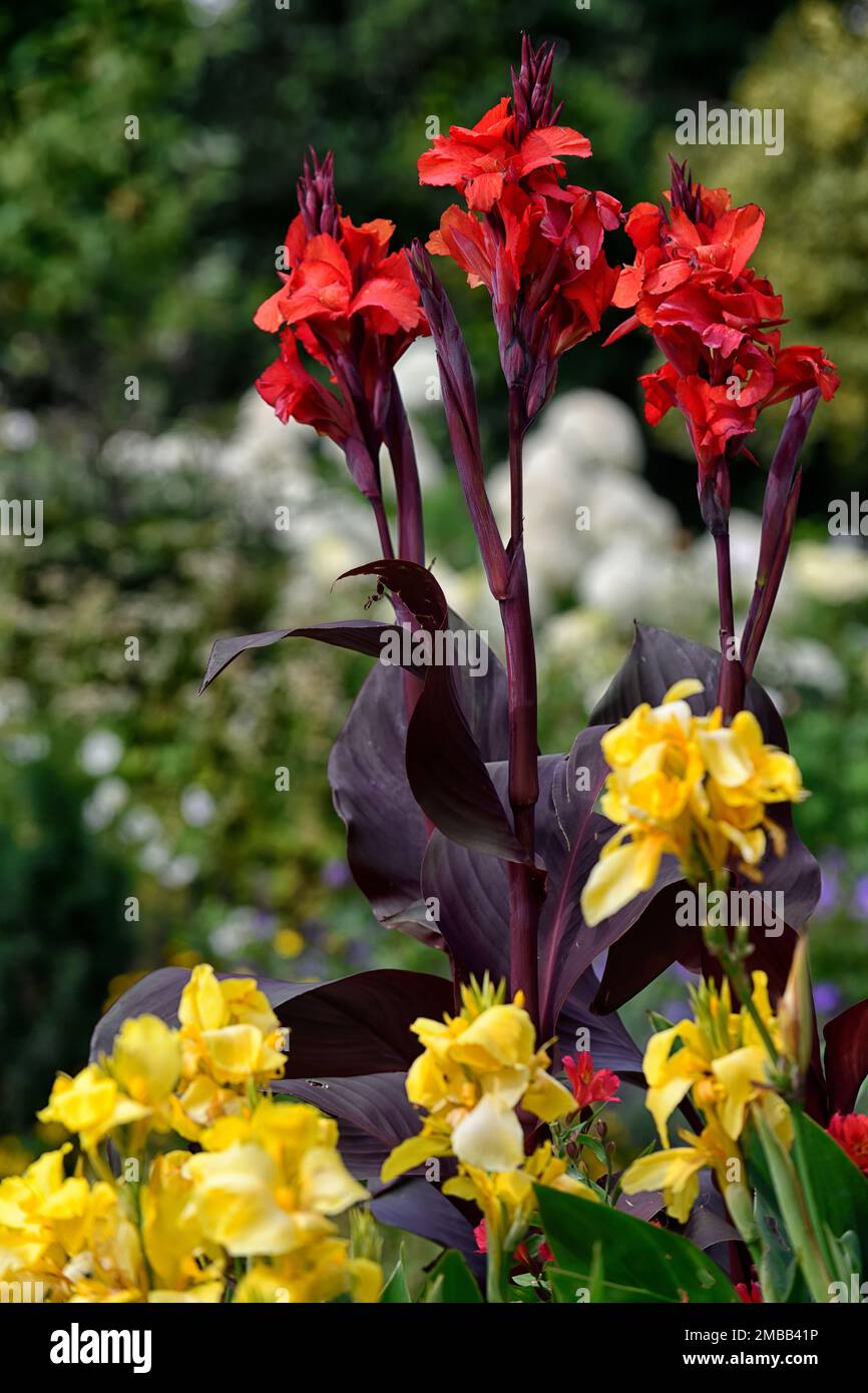 Canna Tropicanna schwarz, gelbe Canna-Blumen, rote Canna-Blumen, gemischte Canna-Lilien, gemischte Canna-Blumen, tropisch, exotisch, verschiedene Blätter, abgeschieden, üppig, Stockfoto