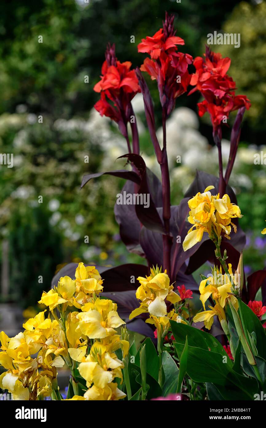 Canna Tropicanna schwarz, gelbe Canna-Blumen, rote Canna-Blumen, gemischte Canna-Lilien, gemischte Canna-Blumen, tropisch, exotisch, verschiedene Blätter, abgeschieden, üppig, Stockfoto