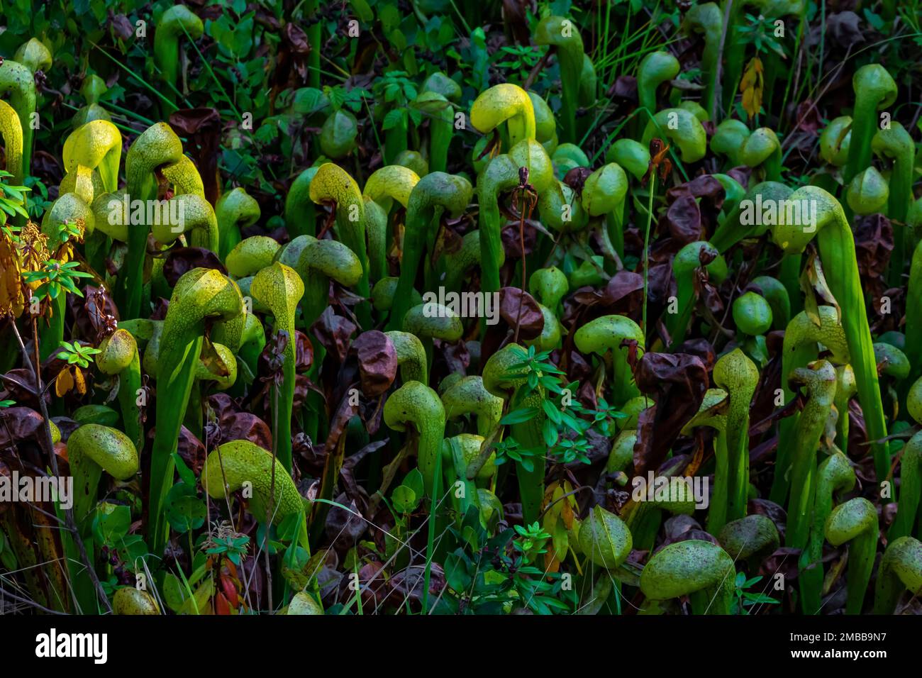Darlingtonia californica, eine fleischfressende Pitcher-Pflanze an der Darlingtonia State Natural Site an der Küste von Oregon, USA Stockfoto