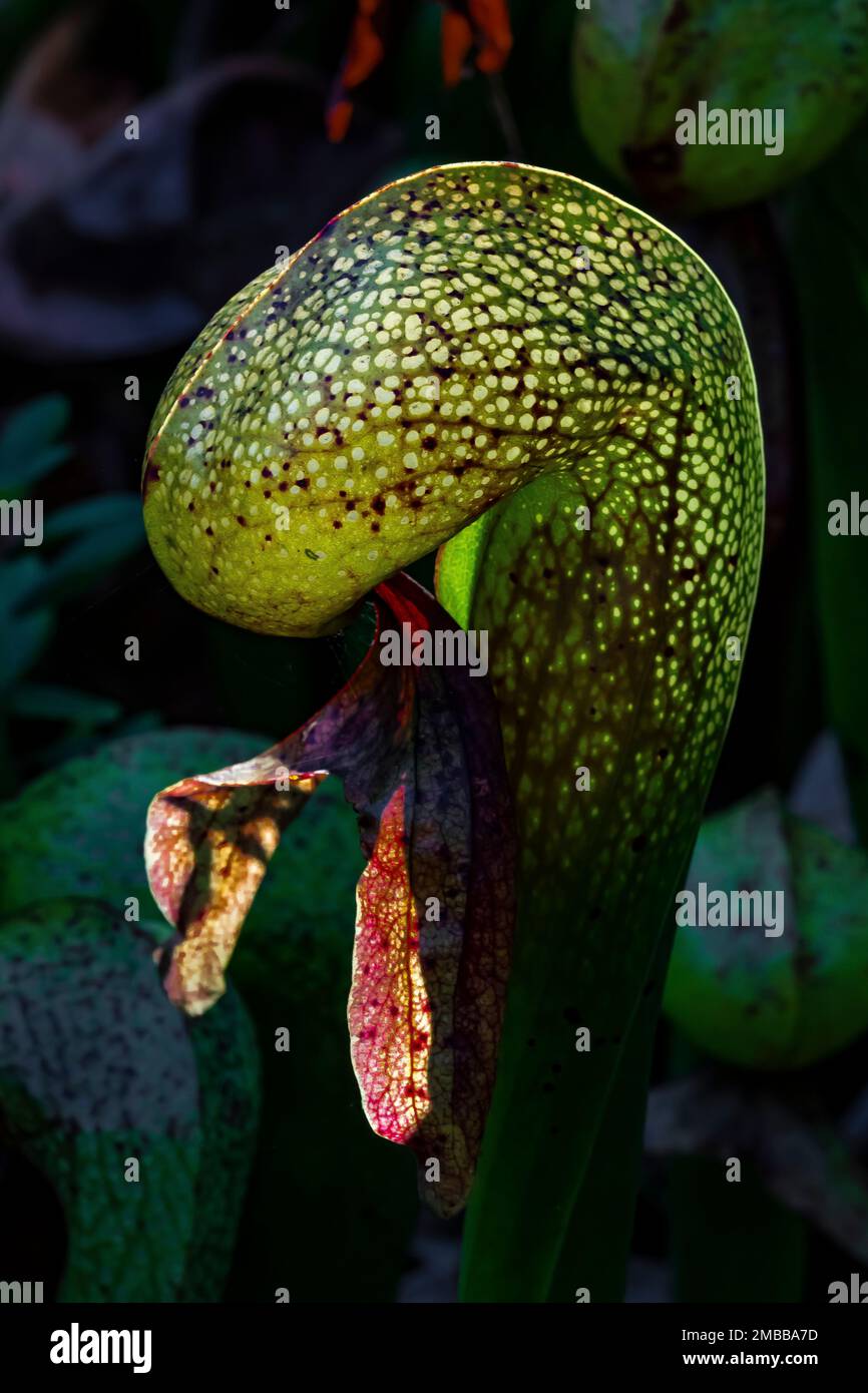 Darlingtonia californica, eine fleischfressende Pitcher-Pflanze an der Darlingtonia State Natural Site an der Küste von Oregon, USA Stockfoto