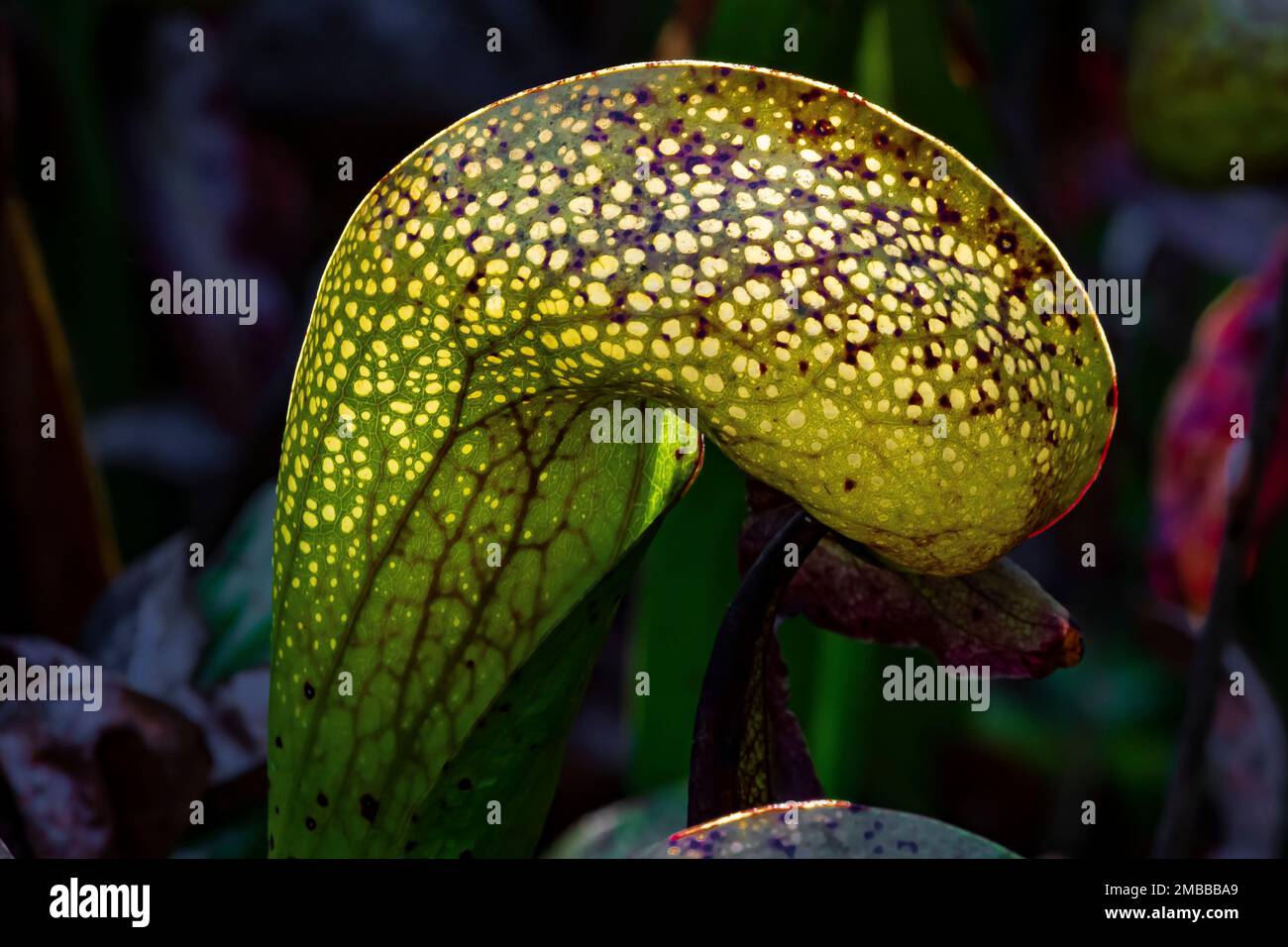 Darlingtonia californica, eine fleischfressende Pitcher-Pflanze an der Darlingtonia State Natural Site an der Küste von Oregon, USA Stockfoto