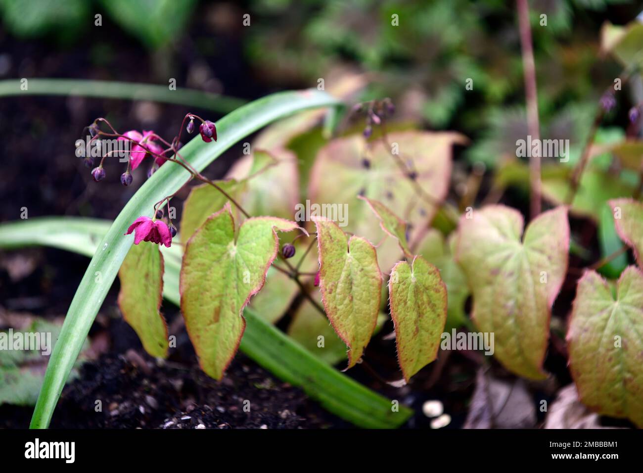 Epimedium Grandiflorum Purple Prince,violett,Blumen,Blüte,Blume,Laub,Laub,Bodenbedeckung,Garten,Feder,Holz,Wald,Schatten,schattig,Zimtflor Stockfoto