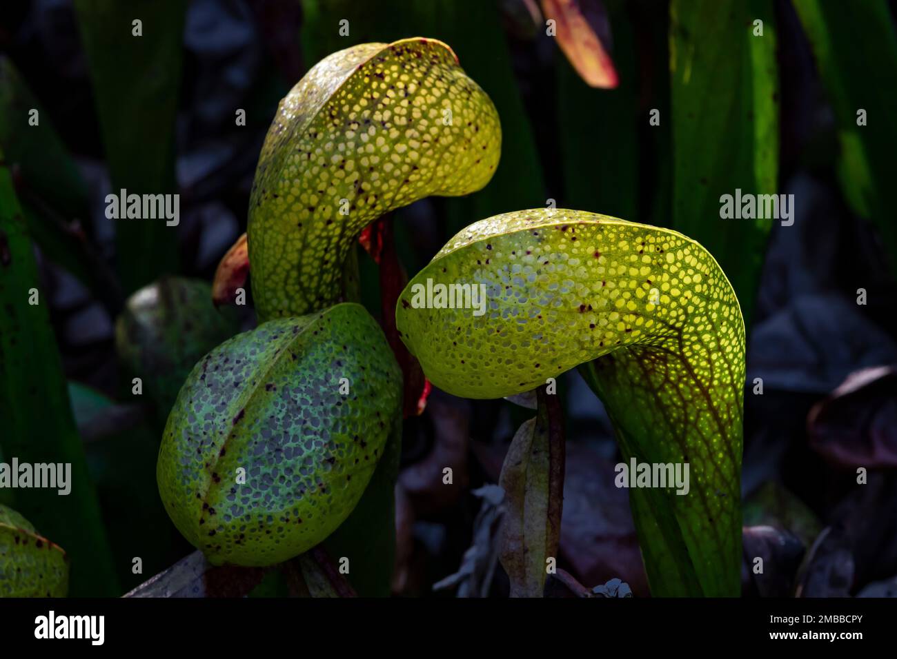 Darlingtonia californica, eine fleischfressende Pitcher-Pflanze an der Darlingtonia State Natural Site an der Küste von Oregon, USA Stockfoto