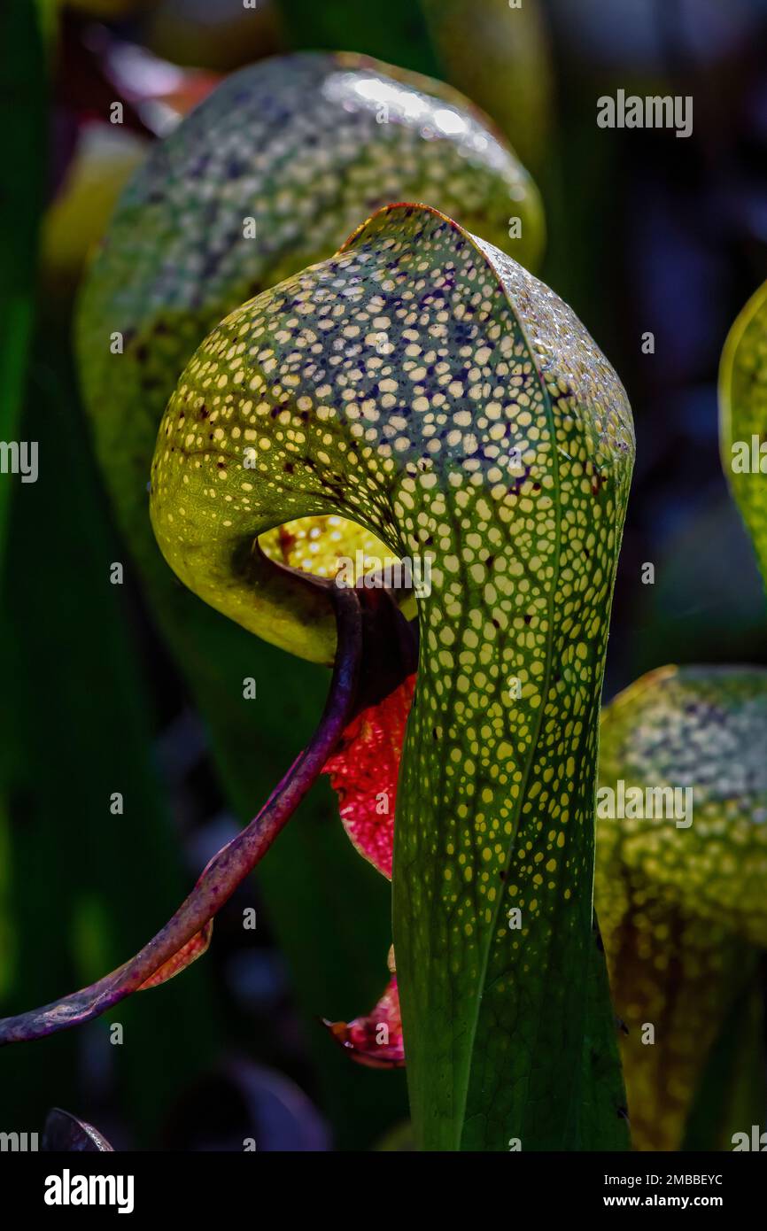 Darlingtonia californica, eine fleischfressende Pitcher-Pflanze an der Darlingtonia State Natural Site an der Küste von Oregon, USA Stockfoto