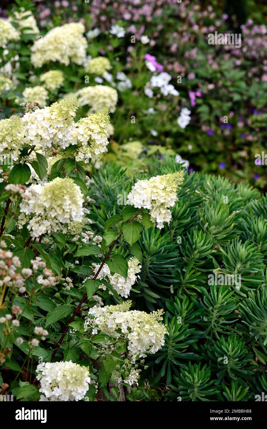 Hydrangea paniculata Limelight, Euphorbia Wulfenii, Euphorbias, gemischtes Pflanzschema, dichte Pflanzung, Garten, Gärten, RM Floral Stockfoto