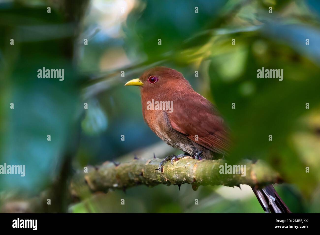 Nahaufnahme eines kleinen Kuckuckuckvogel, der sich im dichten Wald versteckt, umgeben von verschwommenem Laub. Stockfoto