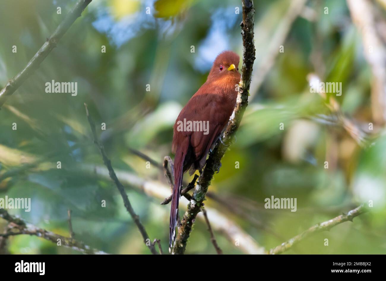 Kleiner Kuckuck, Kokccycua minuta, Vogelbeobachtungskamera im Regenwald von Trinidad und Tobago Stockfoto