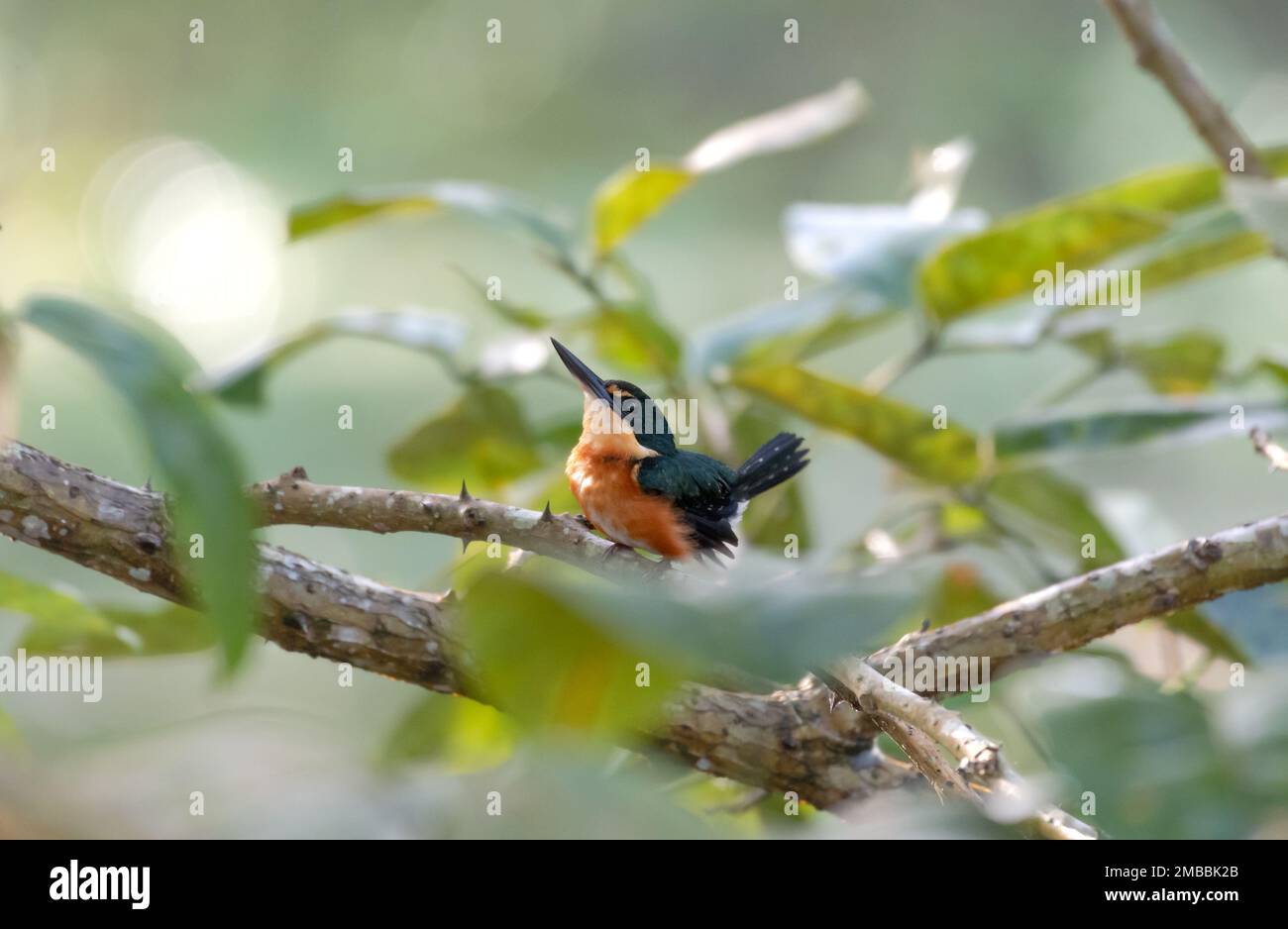 Süßer amerikanischer Pygmy Kingfisher, der sich im Wald von Trinidad und Tobago streckt. Stockfoto