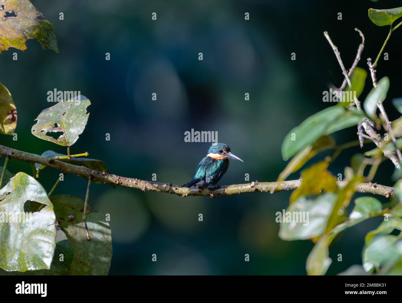 Kleiner amerikanischer Pygmy Kingfisher, Chloroceryle aenea, Vogel hoch oben auf einem Ast im Morgensonnenlicht im Regenwald. Stockfoto