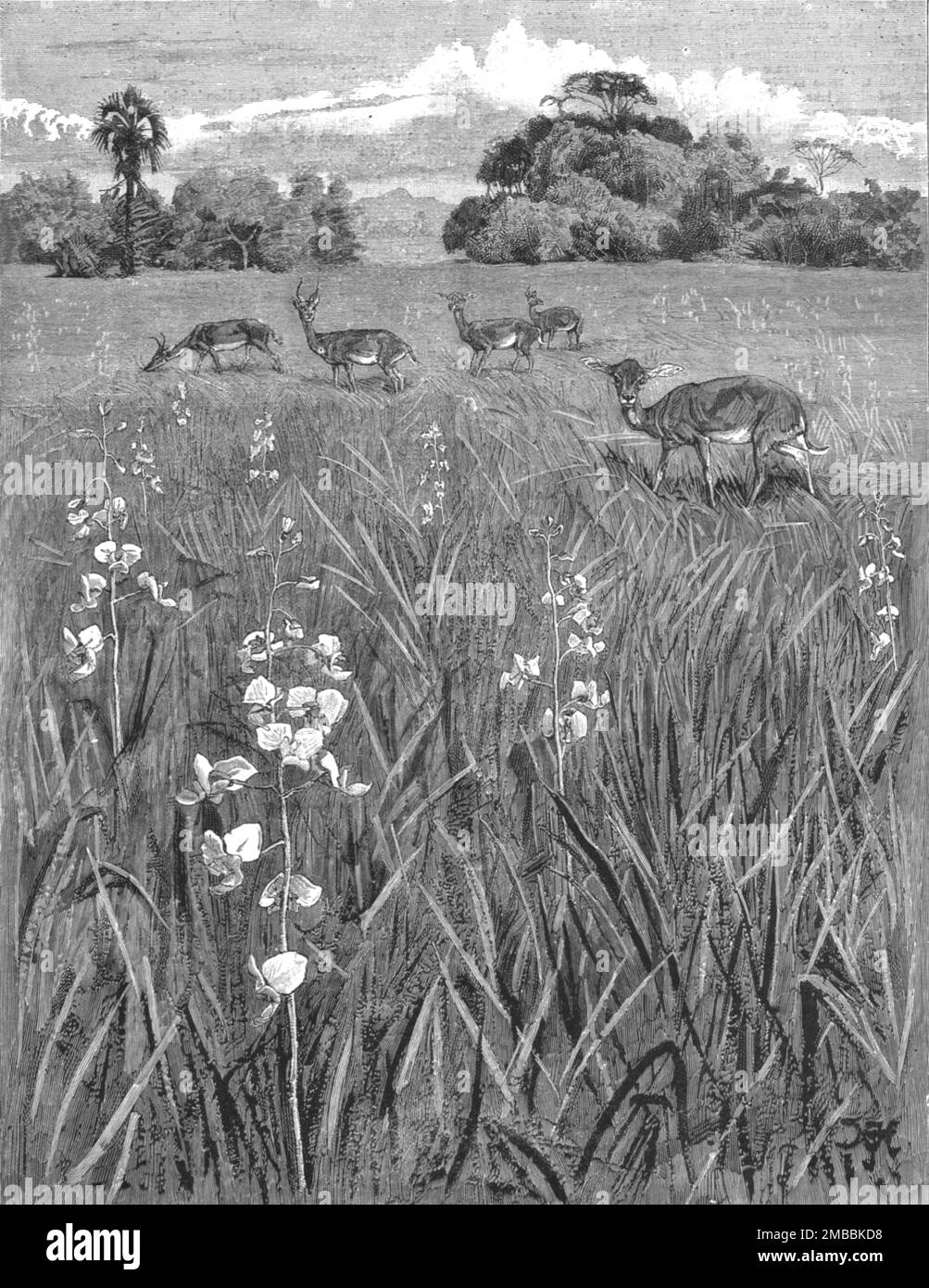 "Nyasa-Land erwartet Einwohner; Antilopen und Orchideen", 1890. Aus „The Graphic. An Illustrated Weekly Newspaper“, Band 42. Juli bis Dezember 1890. Stockfoto