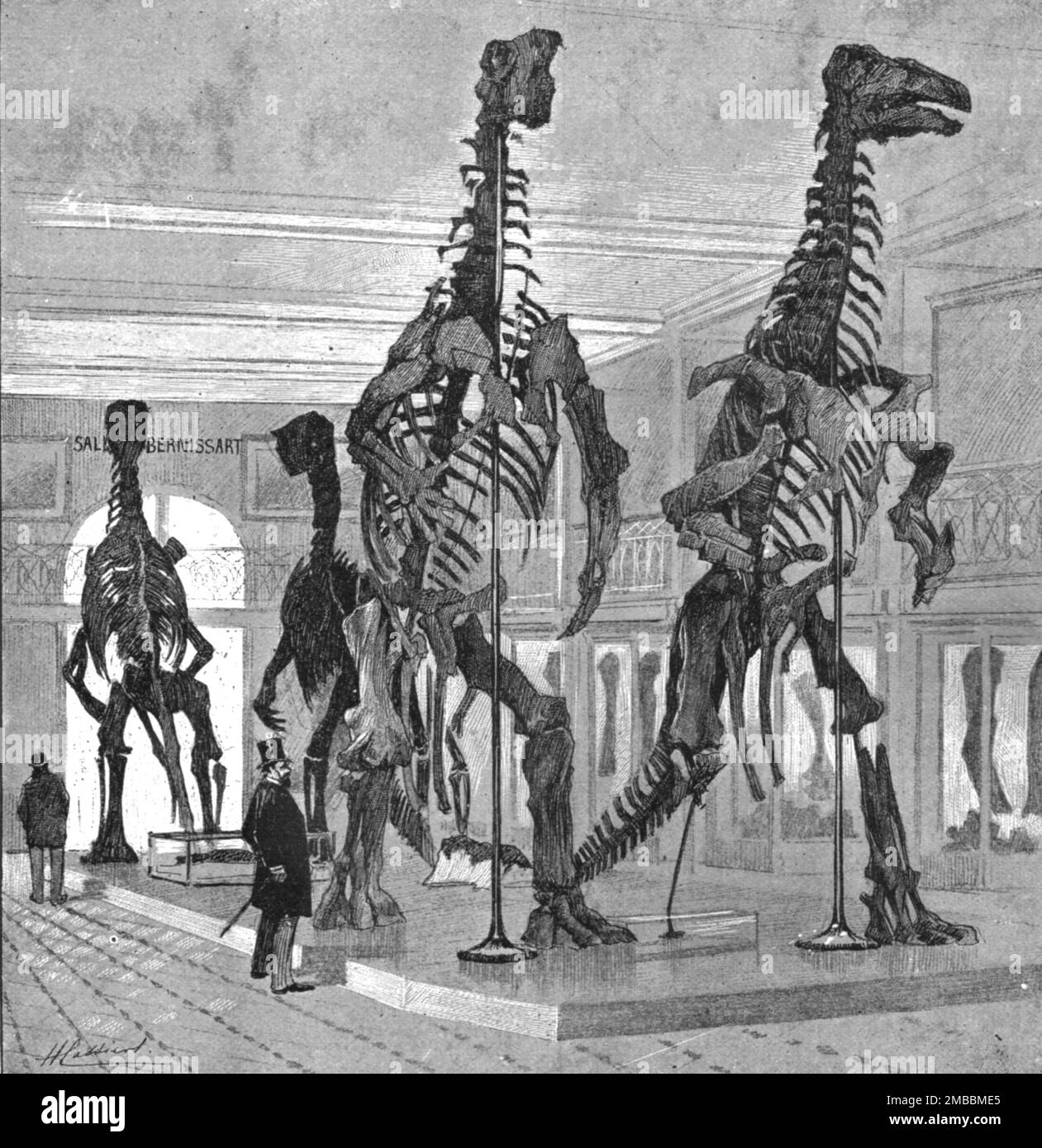 "Die fünf Fossil Iguanodons in der Bernissart-Galerie des Naturhistorischen Museums in Brüssel", 1891. Aus „The Graphic. An Illustrated Weekly Newspaper“, Band 44. Juli bis Dezember 1891. Stockfoto