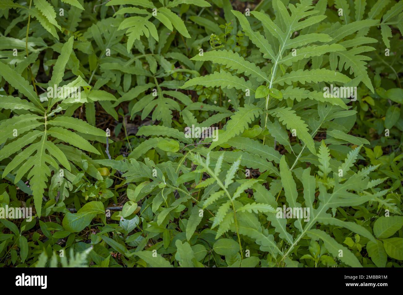 Vollständig geöffnete Farne, die übereinander geschichtet sind, mit anderen Waldvegetationen, die im Frühling auf dem Boden wachsen Stockfoto