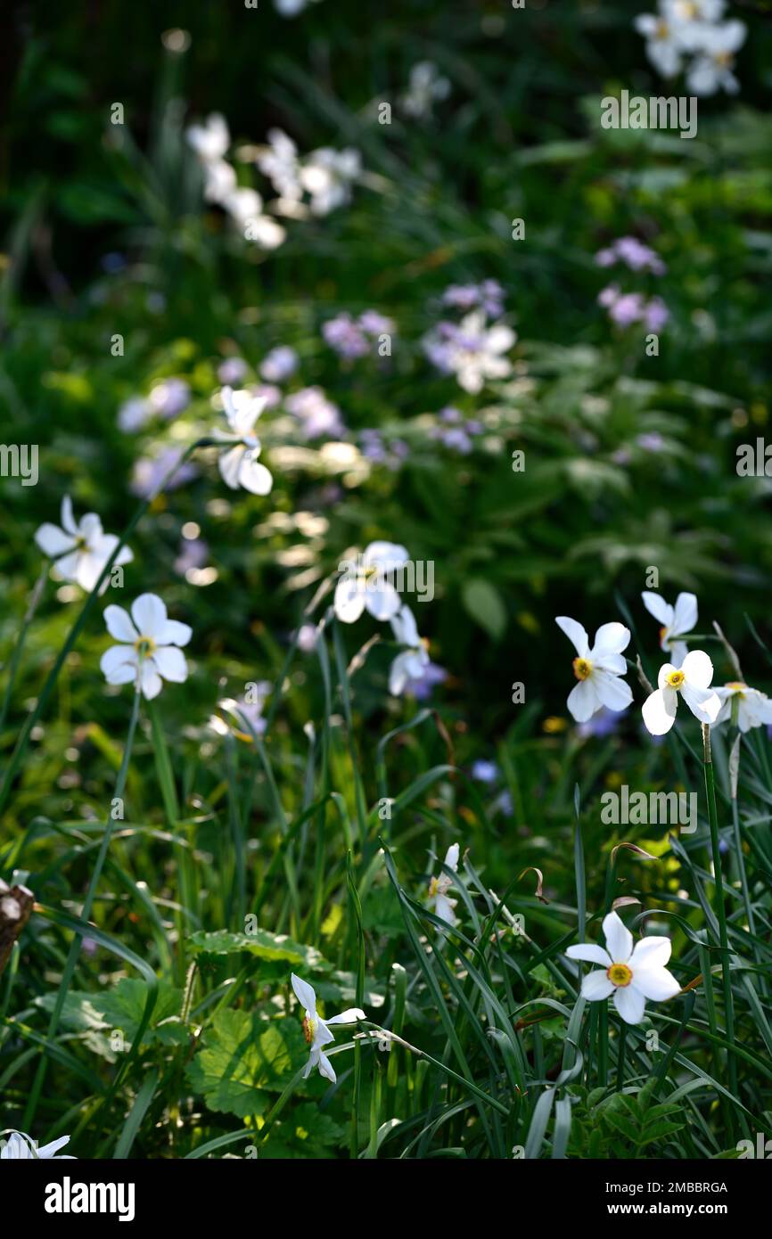 Narcissus poeticus var recurvus, weiße und gelbe Blüten, Blüten, Waldpflanzung, Narzisse im Wald, Narzissen im Wald, Holz, Wälder, Spri Stockfoto