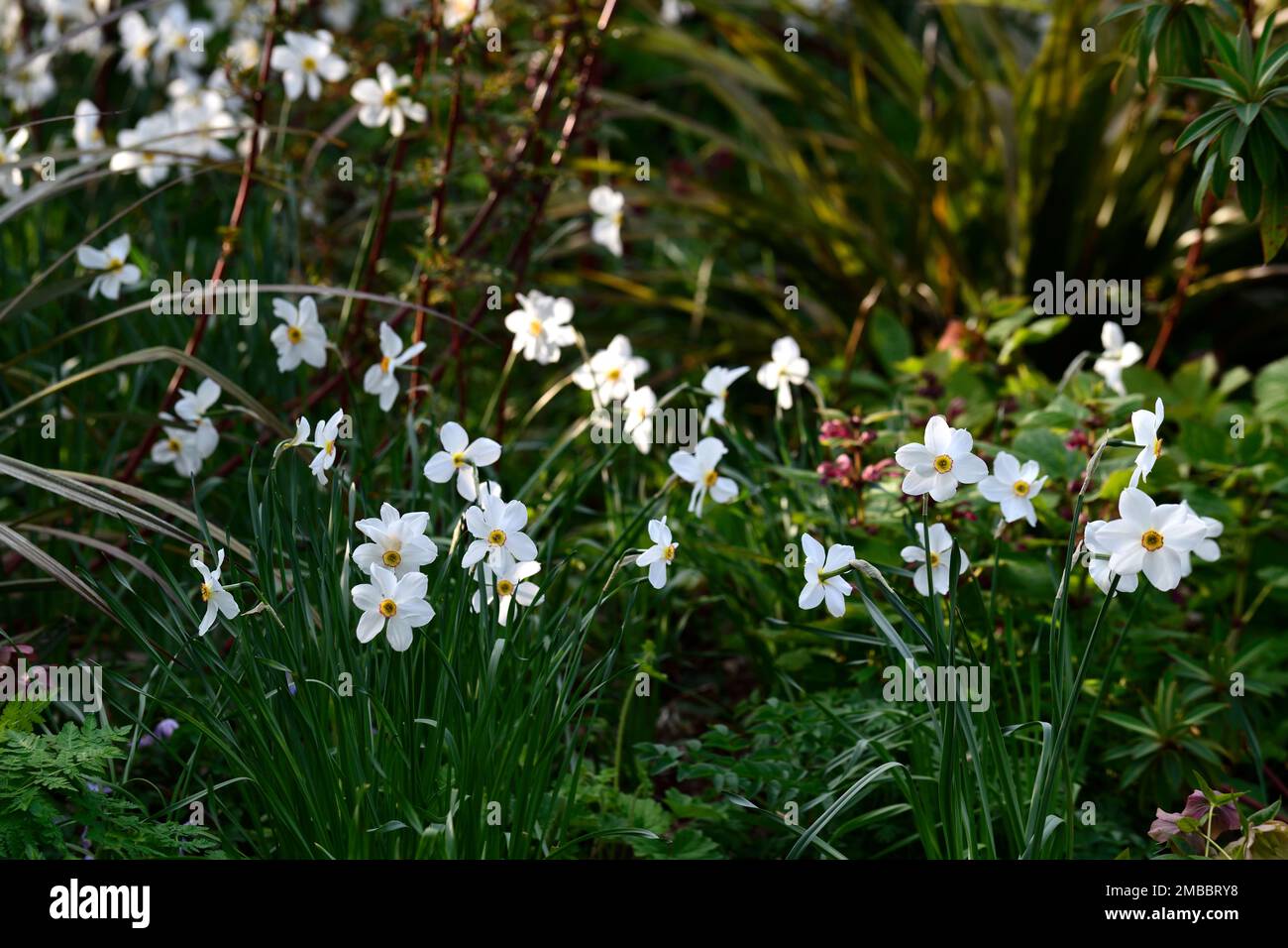 Narcissus poeticus var recurvus, weiße und gelbe Blüten, Blüten, Waldpflanzung, Narzisse im Wald, Narzissen im Wald, Holz, Wälder, Spri Stockfoto